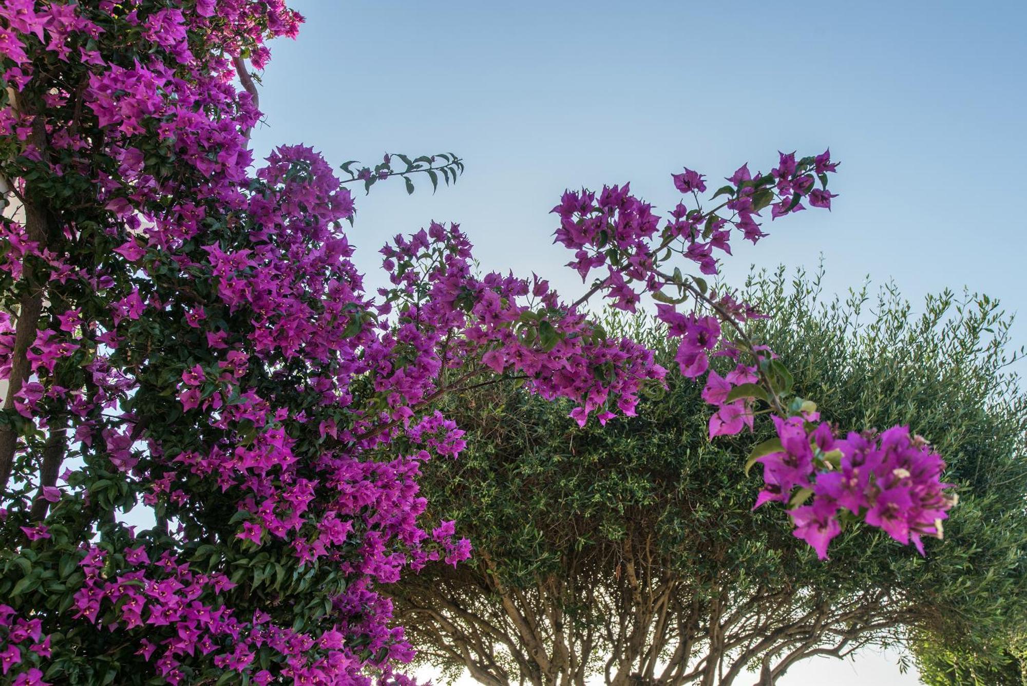 Lofos Hotel Kassiopi Exterior foto